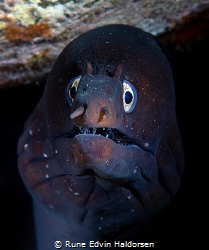 Moray eel by Rune Edvin Haldorsen 